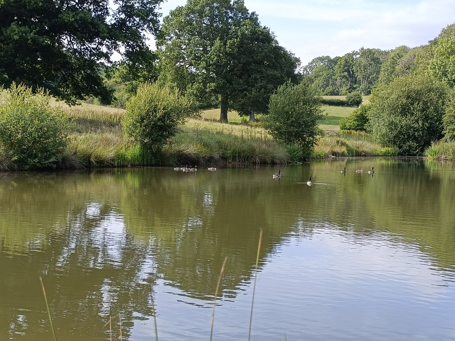 Pond near Coombe Wood